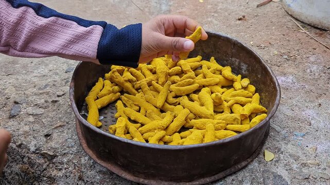 Closeup of handful of dried turmeric fingers in bowl being checked outdoors for dryness