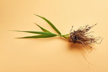Obraz premium Uprooted plant with exposed roots and long leaves on peach