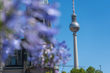 Berlin TV Tower rises beside Berlin Cathedral behind soft purple agapanthus flowers. Clear blue sky and floral bokeh create a bright landmark travel scene. © Jakob
