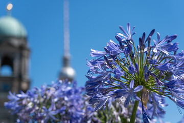A purple African lily bloom fills the foreground with Berlin landmarks softly blurred behind it. The Agapanthus flower contrasts with blue sky and distant cathedral shapes. © Jakob