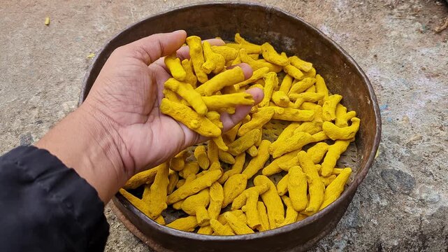 Closeup of handful of dried turmeric fingers in bowl being checked outdoors for dryness
