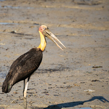 Lesser Adjutant Stork standing on the mudflats