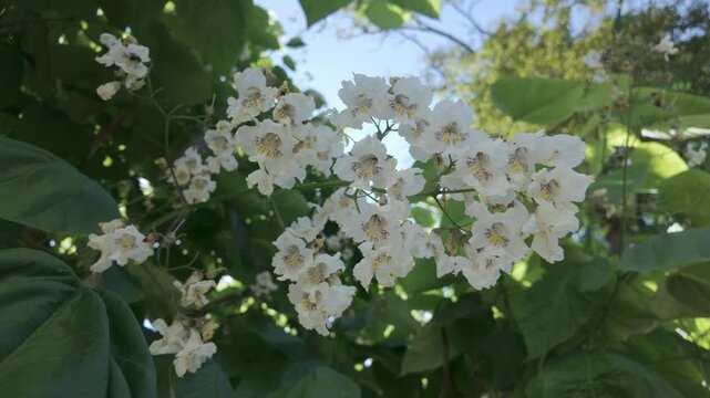 Close-up of flowers of blooming Indian bean tree (Catalpa bignonioides) sway in breeze against blue sky 