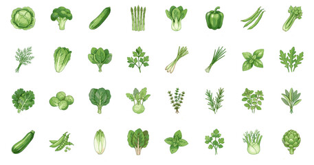 Fototapeta premium Fresh green vegetables and culinary herbs collection, organic raw food ingredients colored icons vector illustration on transparent background