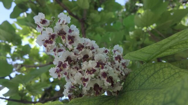 Close-up of colorful flowers of blooming Indian bean tree (Catalpa bignonioides) swaying in wind against blue sky
