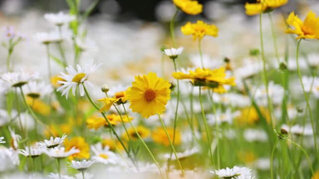 The blooming Leucanthemum maximum in the park.