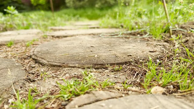 A series of round wooden tree trunk slices are set into the ground to create a walkway. Small patches of green grass and loose pine needles surround the textured path in an outdoor garden.