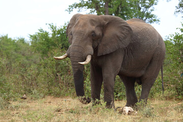 Obraz premium Afrikanischer Elefant / African elephant / Loxodonta africana