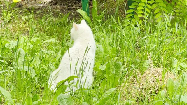 A white cat sits alertly in the middle of thick green grass and broad weeds. The feline gazes forward into the sunny garden. A small patch of dry hay rests on the ground nearby.