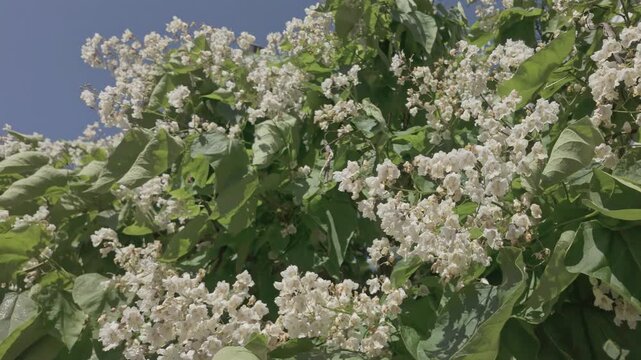 Bottom-up view of flowers on blooming Northern catalpa (Catalpa speciosa) sway in breeze on sunny day 