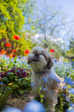 shih tzu dog in flowers in the garden in summer 