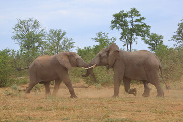 Fototapeta premium Afrikanischer Elefant / African elephant / Loxodonta africana