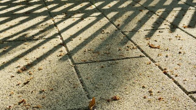 Dark fence rails cast uniform, geometric shadows over stone paving tiles littered with tiny petals. The urban rush hour begins nearby, resulting in a low, continuous rumble of background traffic.