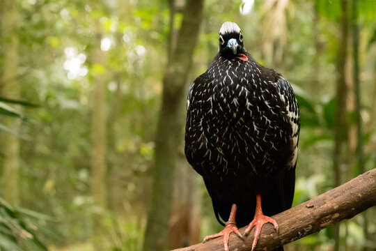 A jacutinga bird on a tree trunk. Jacutinga. Birds of Brazil. Endangered birds.