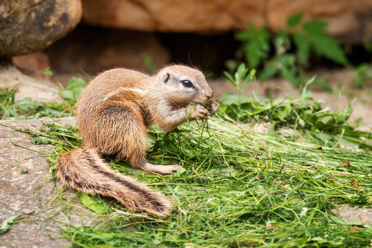 Ein Kap-Borstenh&ouml;rnchen (Geosciurus inauris / Xerus inauris) sitzt zum Fressen in der Sonne auf einem kleinen Grashaufen