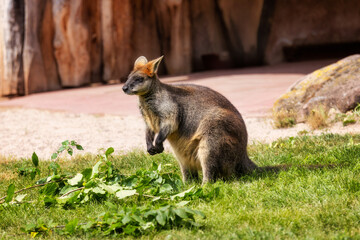Obraz premium Ein Sumpfwallaby (Wallabia bicolor) sitzt zum Fressen in der Sonne vor ein paar Ästen im Gras