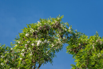 Fototapeta premium Black locust, Robinia pseudoacacia, shows white blossom clusters and fresh green leaves. The upward view frames flowering branches against a clear blue sky.