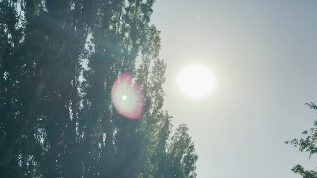 White poplar fluff floats through the sunny air. Small seeds drift past tall green trees under a bright sun with a pink lens flare. The scenic view creates a warm, calm, and serene feeling.
