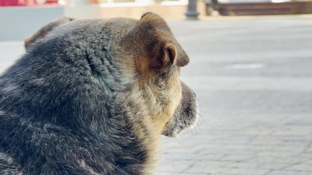 The back of a stray dog's head is shown as it gazes out over a paved plaza. It sits quietly while taking in the distant hum of the morning city.