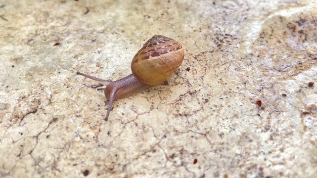 High angle macro footage of a small young snail slowly crawling across a textured stone slab surface, showing its extended tentacles and spiral shell in close detail. High quality 4k footage
