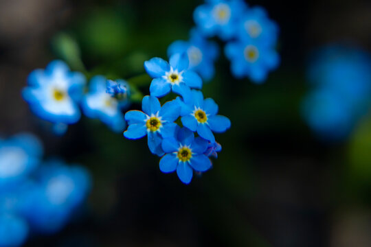sylvatica myosotis flower blooms in the garden 
