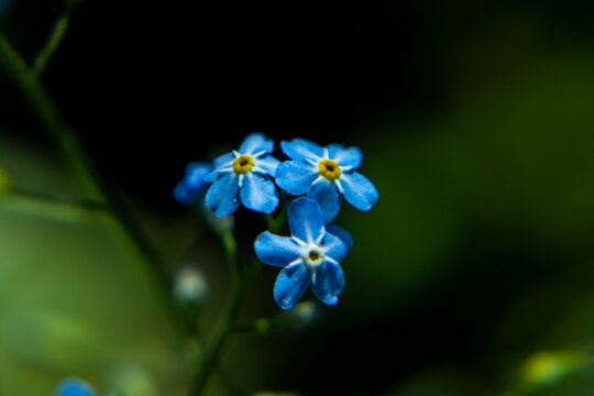 sylvatica myosotis flower blooms in the garden 
