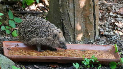 european hedgehog (erinaceus europaeus) eating mealworms from a brown feeding tray in a garden © Flowal93