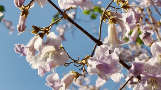 Beautiful paulownia flowers open wide on thin branches against a bright blue sky. Warm sunlight illuminates the soft petals. It brings a feeling of peace and fresh spring hope.