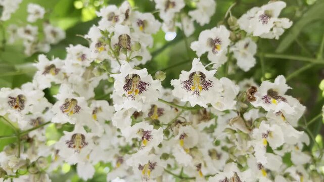 Close-up of colorful flowers of Catalpa tree swaying in breeze 