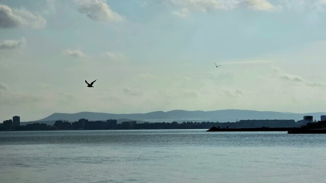 seagull silhouette birds fly in the sunset sky background photography poster banner hd ultra high resolution quality backdrop wallpaper