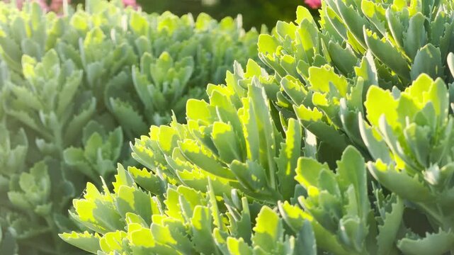 Thick stonecrop sedum leaves grow densely in an outdoor patch. The fleshy serrated foliage catches bright morning light. Soft green plants create a calm blurred background.