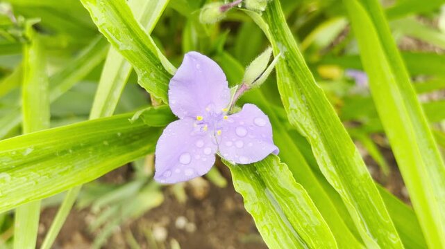 A delicate purple spiderwort flower blooms beautifully. The wet three-petaled blossom rests among long, rain-kissed green leaves in an outdoor garden.