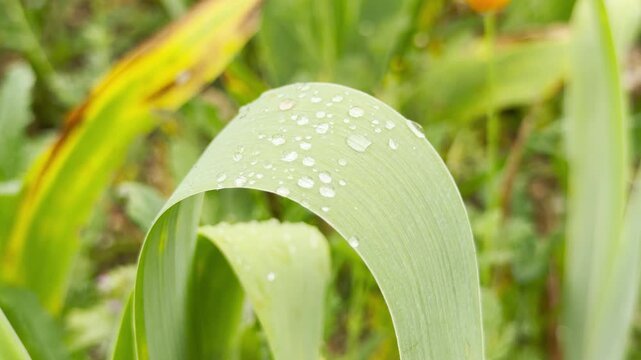 A long green iris leaf arches gracefully under the weight of fresh water droplets. Clear dewdrops sparkle across its smooth surface. The natural scene brings a peaceful feeling of a quiet morning.