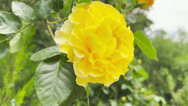 A vibrant yellow rose blooms in full splendor. The flower sits beautifully on its stem among rich green leaves. Lush garden foliage creates a soft, natural background.