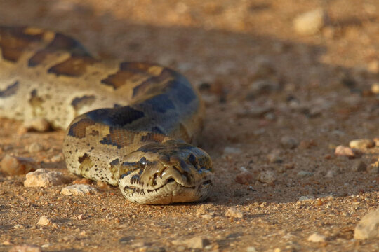 S&uuml;dlicher Felsenpython / Southern African rock python / Python natalensis