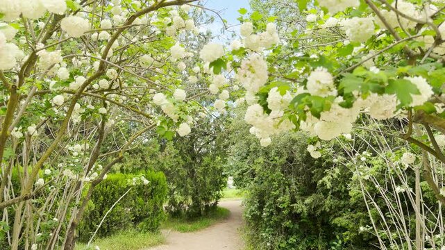 Fallen white petals cover a dirt walkway that splits into two directions. Green shrubs and blooming trees line the path. The quiet garden creates a peaceful and welcoming environment.