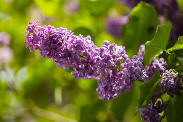 Obraz premium lilac blooms in the garden 