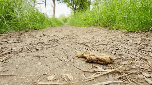 A pile of animal feces rests on a dry dirt path covered in twigs. Lush green grass and trees line both sides of the peaceful outdoor hiking trail.