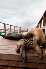 Galapagos sea lions sprawled on dock with harbor behind. Wide low perspective showing flippers over edge and railing leading to boats. © Alisa