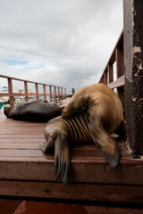 Sea lion scratching on harbor dock, Galapagos Islands, Ecuador. Low angle with flippers dangling over edge and boats in background. © Alisa
