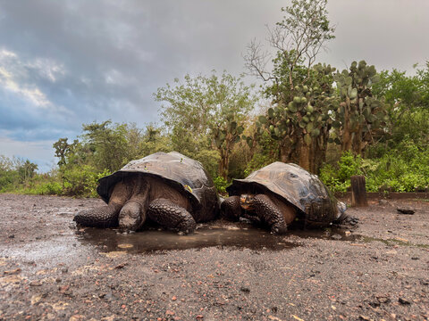 Two giant tortoises in rain puddle, Galapagos Islands, Ecuador. Wide angle with prickly pear cactus and green vegetation under stormy sky.