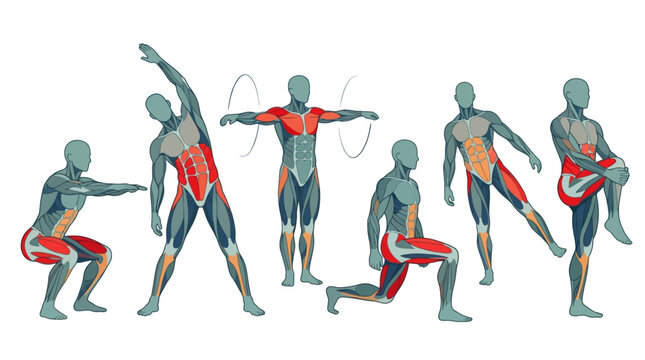Vector Icons Anatomical 3D illustration of human figures performing warm up exercises and stretching with highlighted muscle groups. EPS Editable