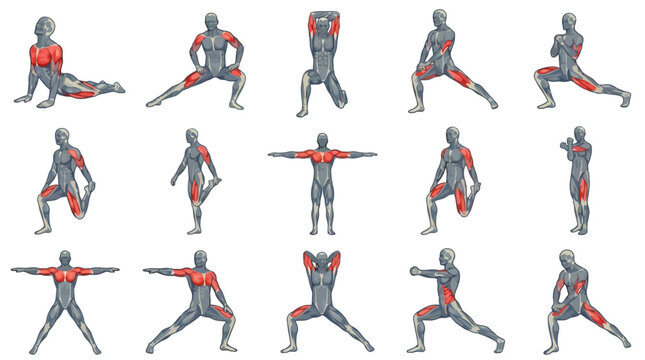 Vector Icons Anatomical 3D illustrations of male figures performing various stretching exercises with highlighted muscles on white background. EPS Editable