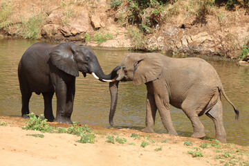 Fototapeta premium Afrikanischer Elefant / African elephant / Loxodonta africana
