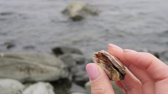 Coastal discovery scene, woman holding shell on rocky shore ocean waves wind natural textures mindful moment exploring coast shell detail shell closeup shell connection with nature travel concept
