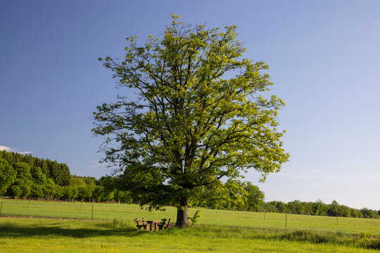 single aesthetic tree in the field