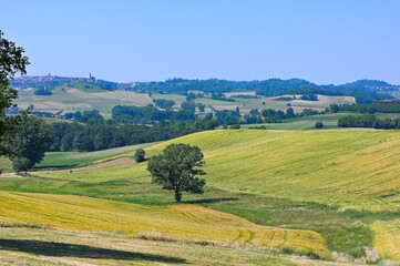 Obraz premium Sul sentiero di Aleramo (Montiglio Monferrato)