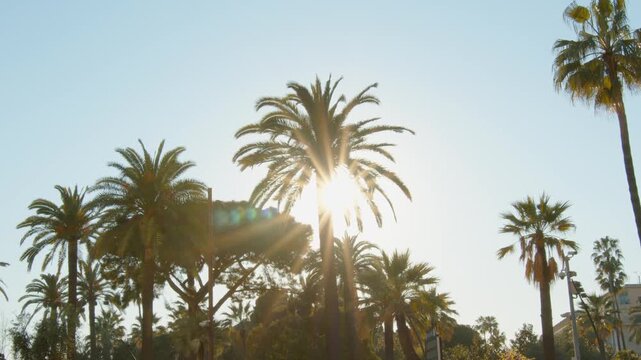 4K French Riviera Nice beautiful rays of light piercing through palm trees slow motion