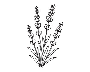 Fototapeta premium lavender flowers vector illustration
