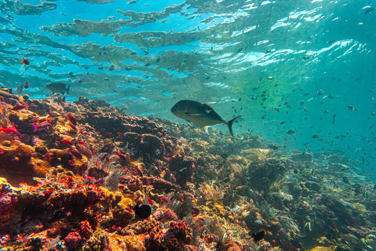 Underwater photo of giant trevally at Batu Bolong, Komodo, Indonesia